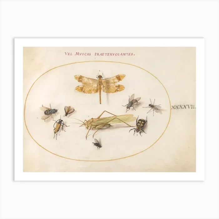 A Dragonfly, A Grasshopper, Flies, And Other Insects, Joris Hoefnagel Art Print by Fy! Classic Art Prints and Posters