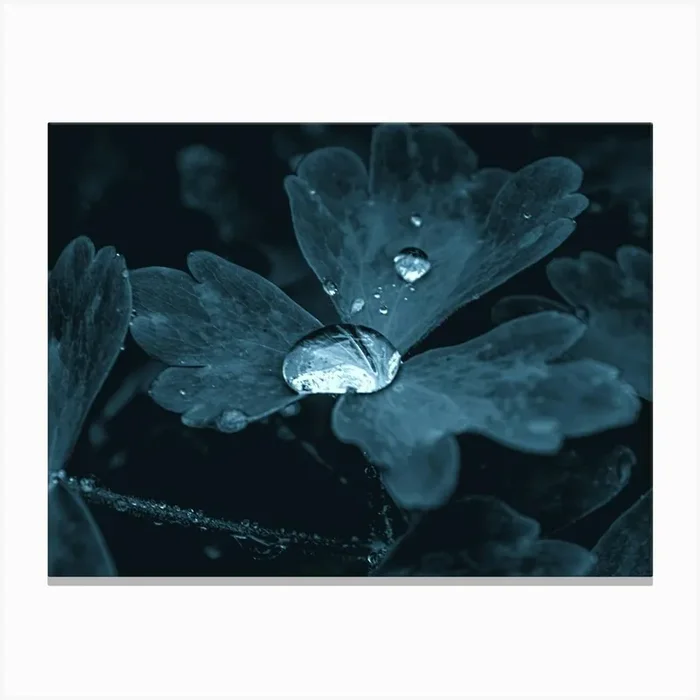 A Drop Of Water In The Grass Under The Night Moonlight Canvas PrintML by Michael Lomiya