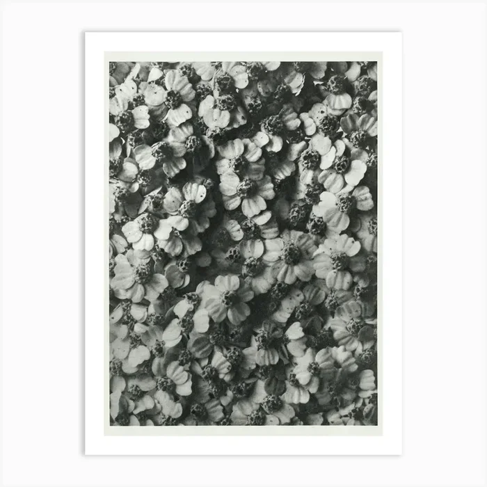 Achillea Millefolium (Common Yarrow) (1928), Karl Blossfeldt Art Print by Fy! Classic Art Prints and Posters