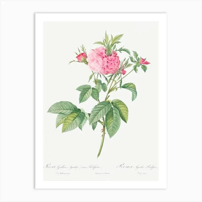 Agatha Rose, Pierre Joseph Redoute 1 Art Print by Fy! Classic Art Prints and Posters
