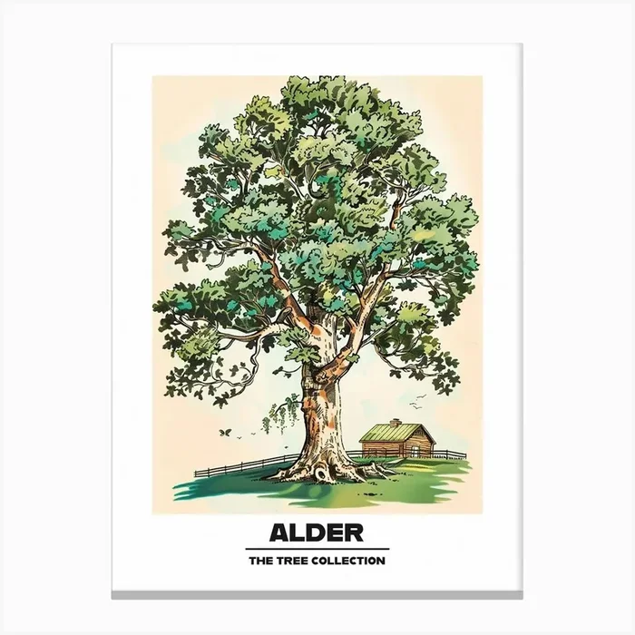 Alder Tree Storybook Illustration 2 Poster Canvas Print by Bough And Bloom Artistry