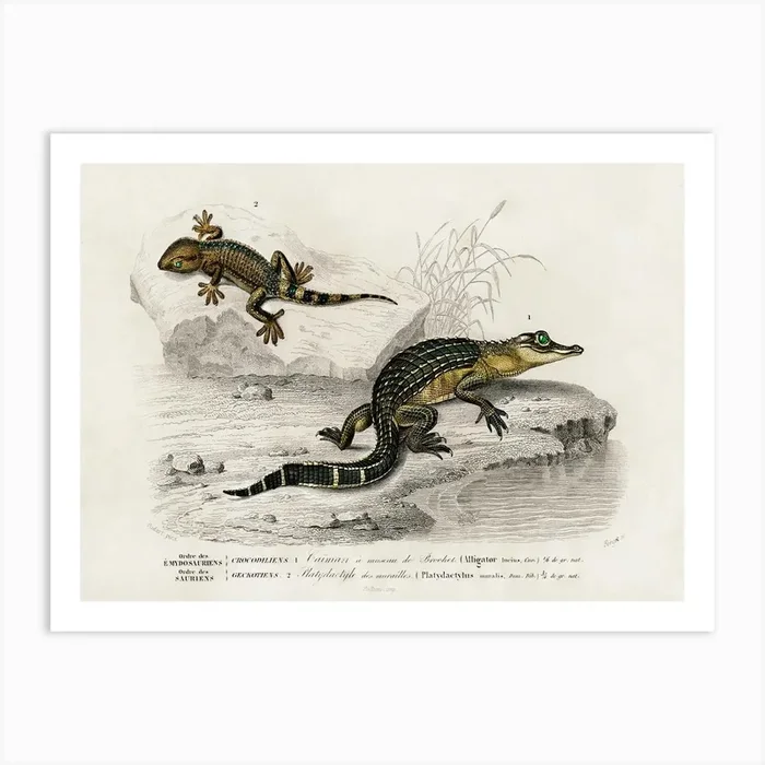 Alligator And Lilford Swall Lizard, Charles Dessalines D’Orbigny Art Print by Fy! Classic Art Prints and Posters