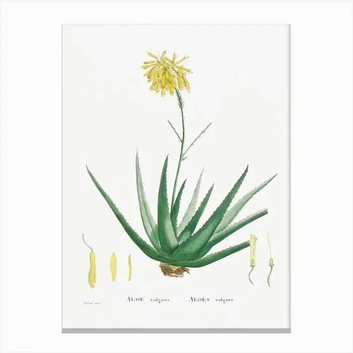 Aloe Vulgaris, Pierre Joseph Redoute Canvas Print by Fy! Classic Art Prints and Posters