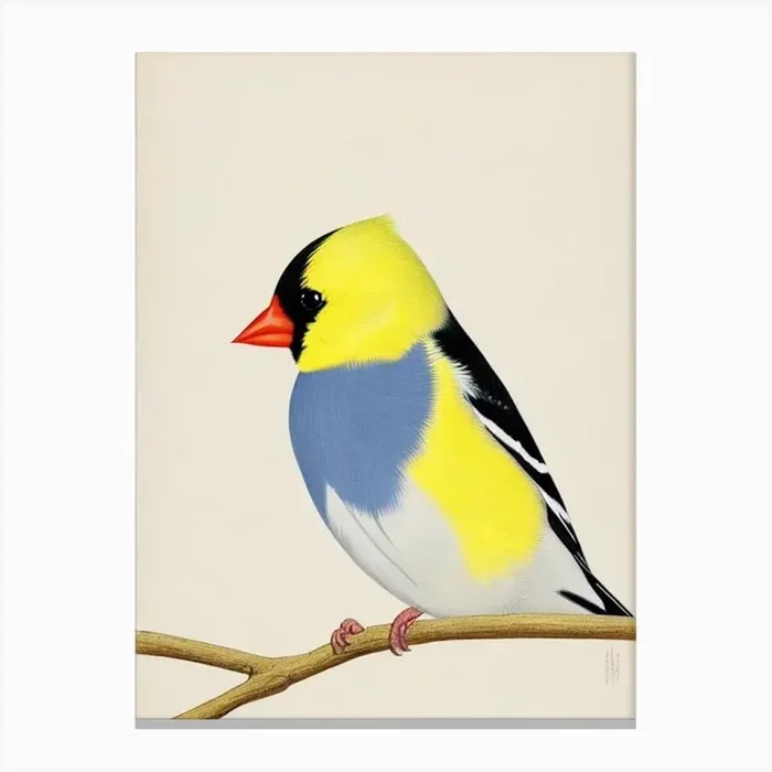 American Goldfinch 2 Illustration Bird Canvas Print by Featherline