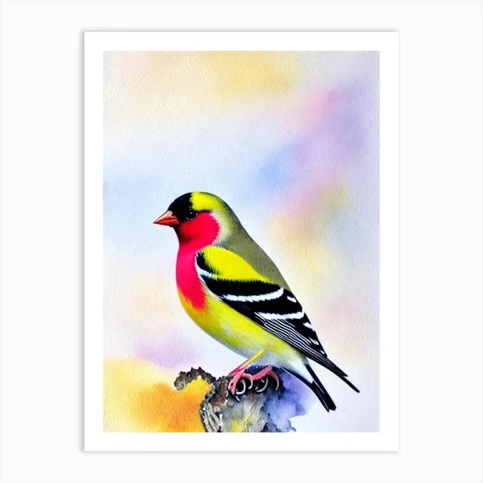 American Goldfinch Watercolour Bird Art Print by Featherline
