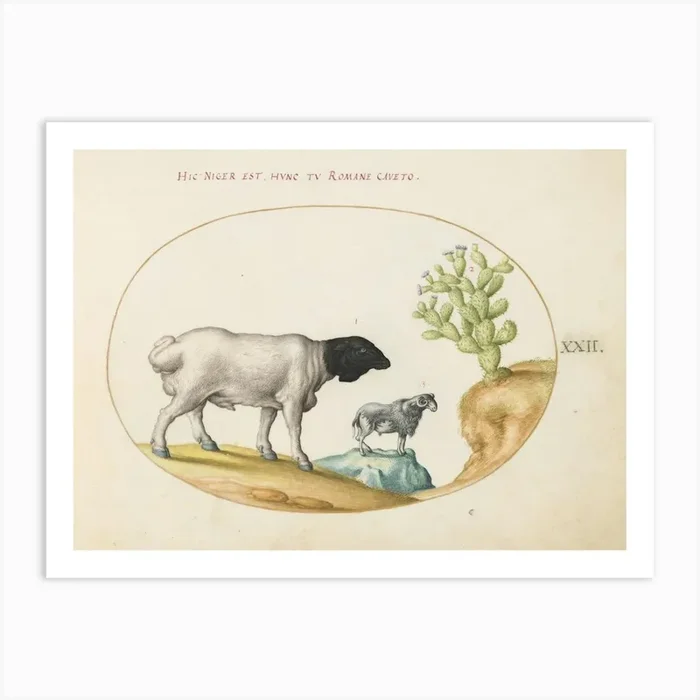 Animalia Qvadrvpedia Et Reptilia, Joris Hoefnagel (5) 1 Art Print by Fy! Classic Art Prints and Posters