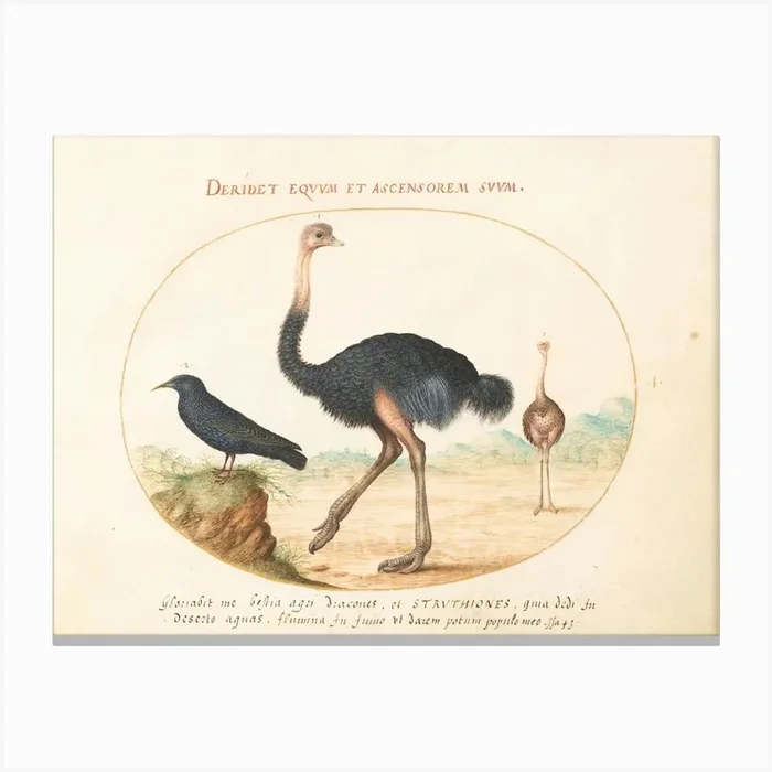 Animalia Volatilia et Amphibia (c. 1575-1580), Joris Hoefnagel (15) Canvas Print by Fy! Classic Art Prints and Posters