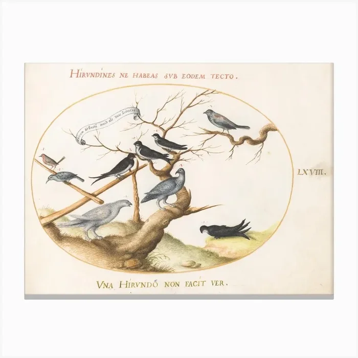 Animalia Volatilia et Amphibia (c. 1575-1580), Joris Hoefnagel (3) 2 Canvas Print by Fy! Classic Art Prints and Posters