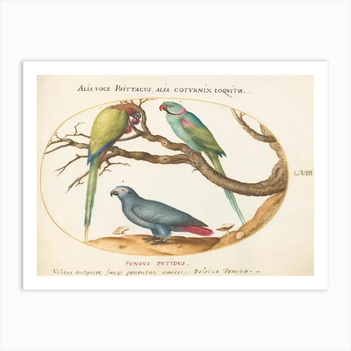 Animalia Volatilia et Amphibia (c. 1575-1580), Joris Hoefnagel (5) 1 Art Print by Fy! Classic Art Prints and Posters