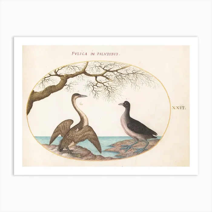 Animalia Volatilia Et Amphibia, Joris Hoefnagel (2) 1 Art Print by Fy! Classic Art Prints and Posters
