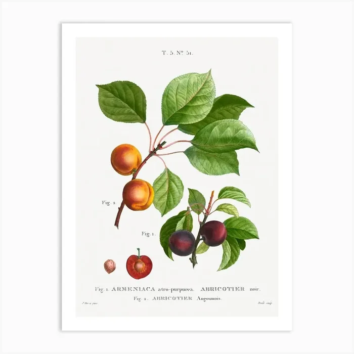 Apricot, Pierre Joseph Redoute Art Print by Fy! Classic Art Prints and Posters