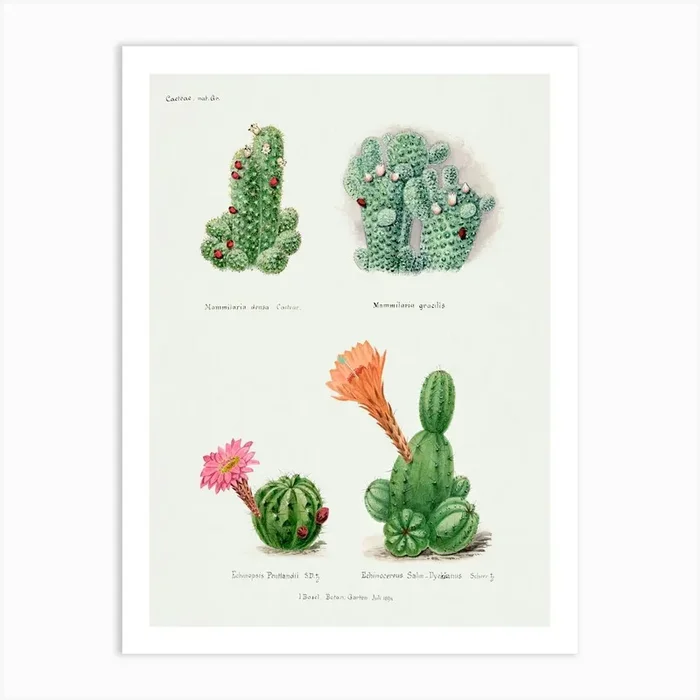 Assorted Cacti, Familie Der Cacteen Art Print by Fy! Classic Art Prints and Posters