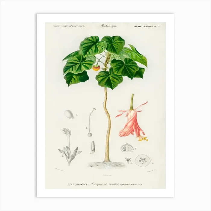 Astrapoea Wallichii, Charles Dessalines D’Orbigny Art Print by Fy! Classic Art Prints and Posters