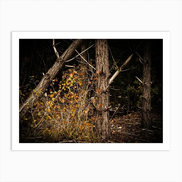 Autumn Forrest // The Netherlands // Nature Photography Art Print by Diana Van Neck Travel photography