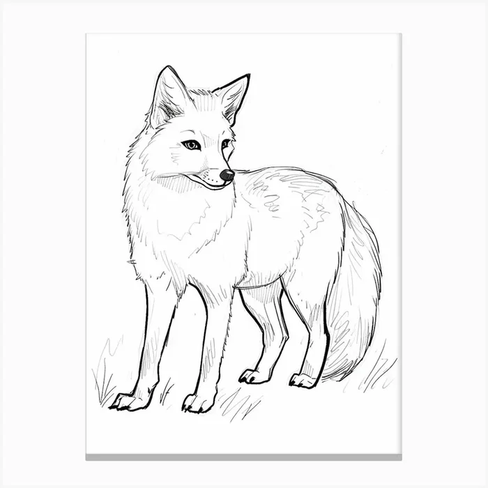 B&W Arctic Fox Canvas Print by Scribble Studio