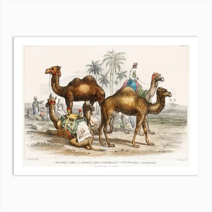 Bactrian Camel, Arabian Camel Or Dromedary, Dromedaries Caparisoned, And Post Camel Of India, Oliver Goldsmith Art Print by Fy! Classic Art Prints and Posters