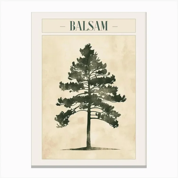 Balsam Tree Minimal Japandi Illustration 1 Poster Canvas Print by Bough And Bloom Artistry