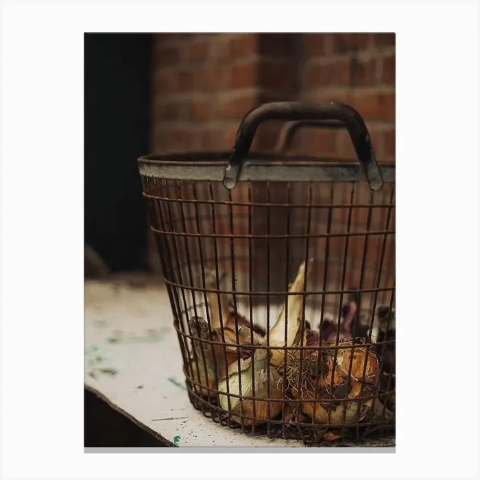 Basket Of Onions Canvas PrintSM by Shivana March