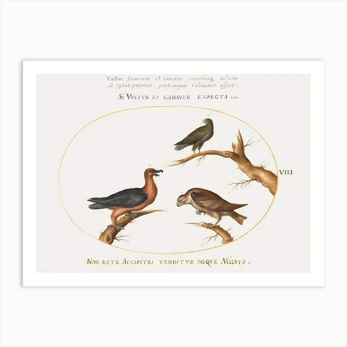 Bearded Vulture With Two Birds Of Prey (1575–1580), Joris Hoefnagel Art Print by Fy! Classic Art Prints and Posters