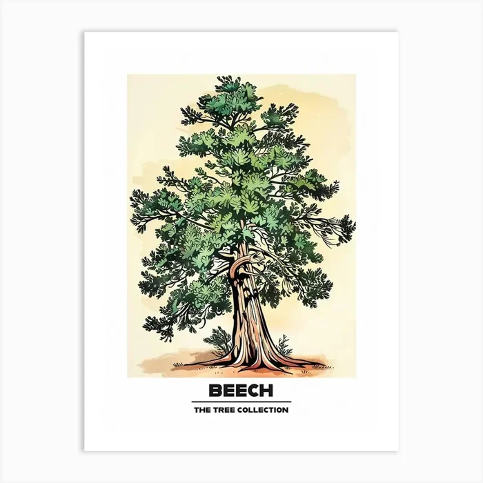 Beech Tree Storybook Illustration 1 Poster Art Print by Bough And Bloom Artistry