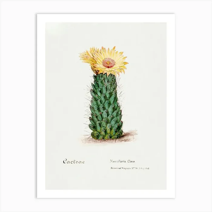 Beehive Cactus, Familie Der Cacteen Art Print by Fy! Classic Art Prints and Posters