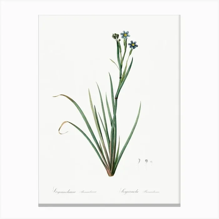 Bermudiana Illustration From Les Liliacées, Pierre Joseph Redouté Canvas Print by Fy! Classic Art Prints and Posters