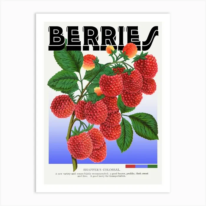 Berries Raspberries Shaffers Colossal Graphic Wall Art Vintage Unique Eclectic Art Print by Mambo