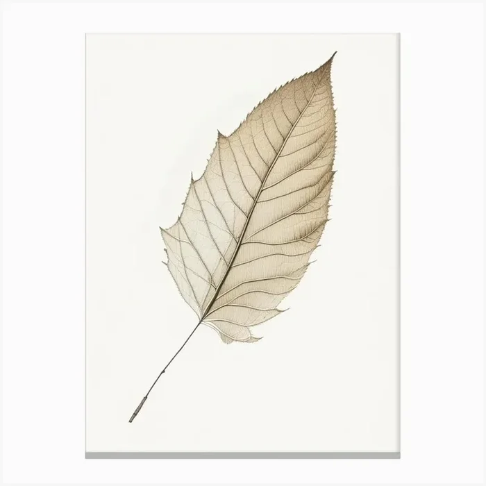 Birch Leaf Illustration Canvas PrintL& by Leaf & Stem Studio
