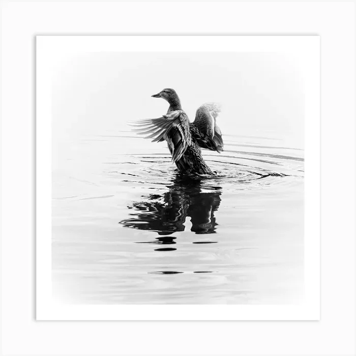Black And White Duck In The Water With Open Wings. White Art PrintML by Michael Lomiya