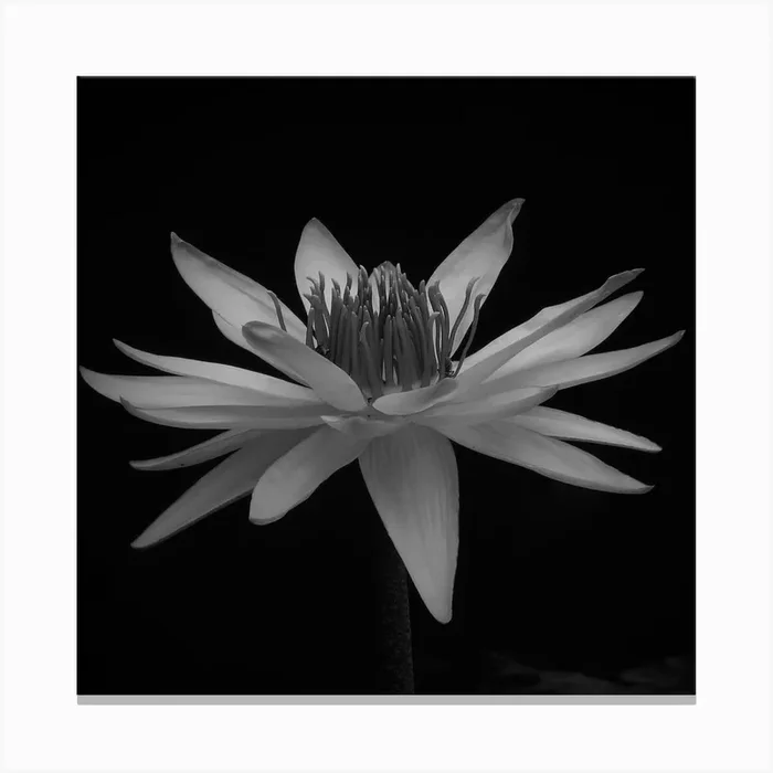Black And White Lotus Flower Canvas Print by Super_Art