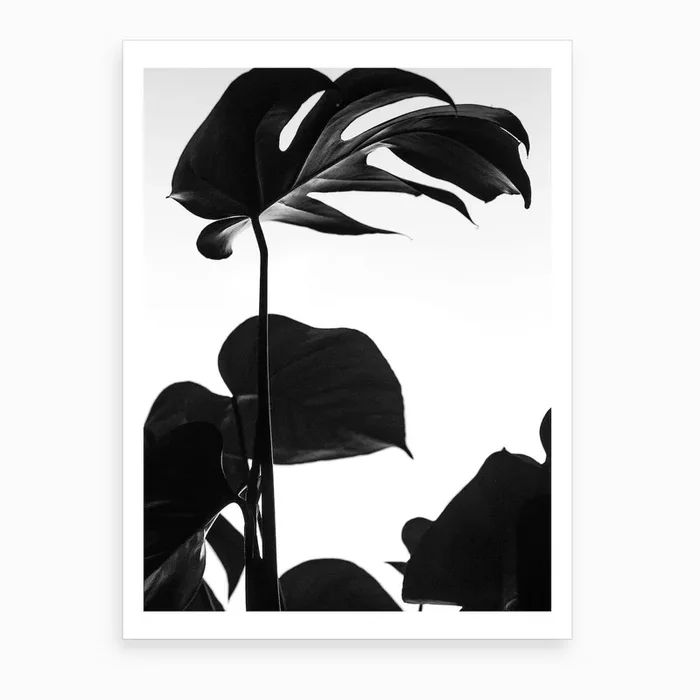 Black And White Monstera Photo Art Print by Mambo