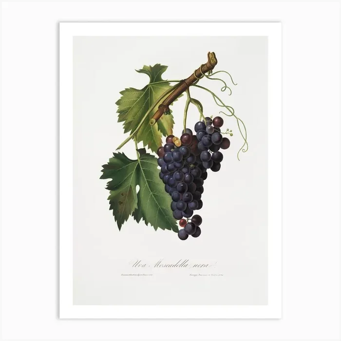 Black Grape (Vitis Vinifera) From Pomona Italiana (1817 – 1839), Giorgio Gallesio Art Print by Fy! Classic Art Prints and Posters