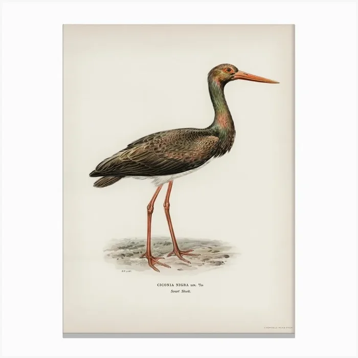 Black Stork (Ciconia Nigra), The Von Wright Brothers Canvas Print by Fy! Classic Art Prints and Posters