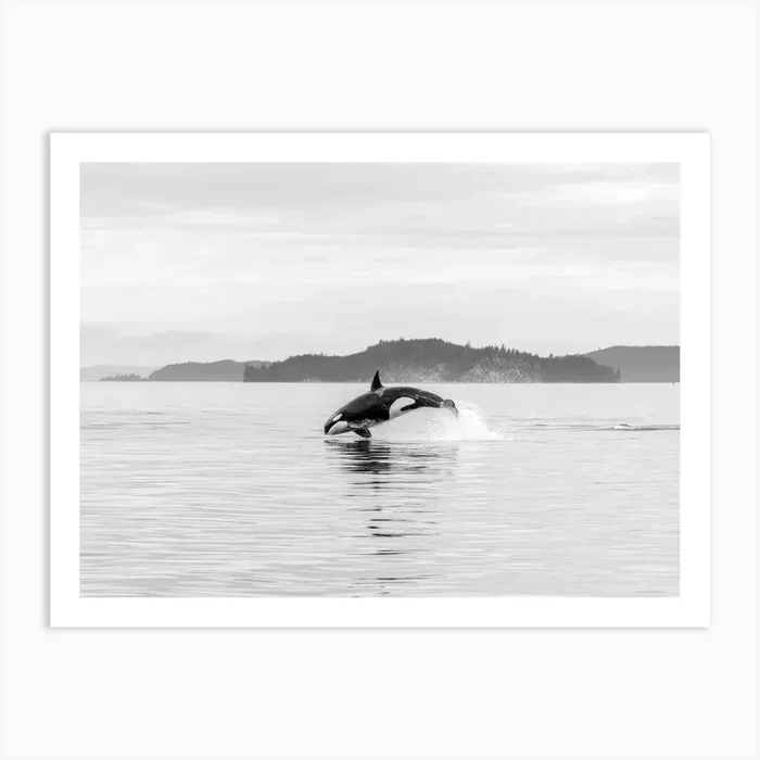Black White Orca Whale Wildlife Art Print by Anwir