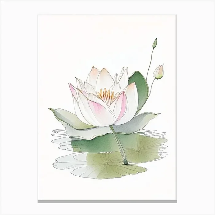 Blooming Lotus Flower In Pond Pencil Illustration 1 Canvas Print by The Artsy Florist
