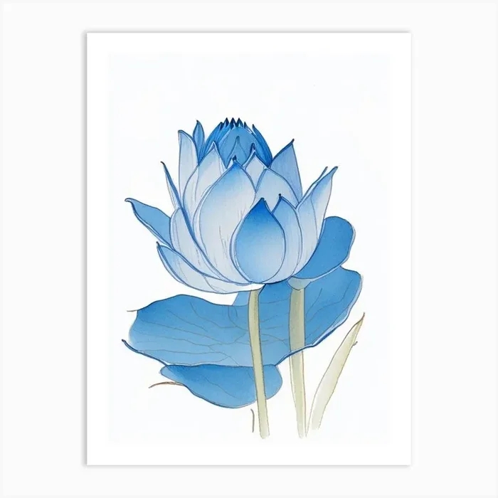 Blue Lotus Pencil Illustration 7 Art Print by The Artsy Florist