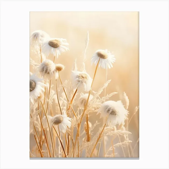 Boho Dried Flowers Oxeye Daisy 1 Canvas Print by Botanic Studio
