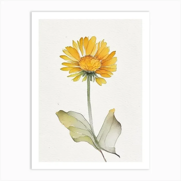 Calendula Leaf Minimalist Watercolour 2 Art PrintL& by Leaf & Stem Studio
