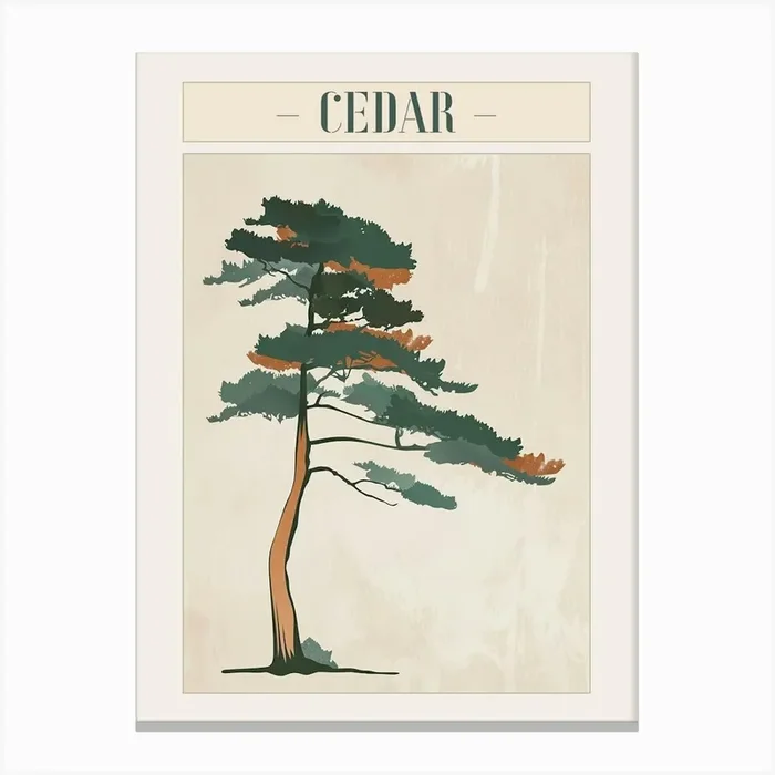 Cedar Tree Minimal Japandi Illustration 2 Poster Canvas Print by Bough And Bloom Artistry