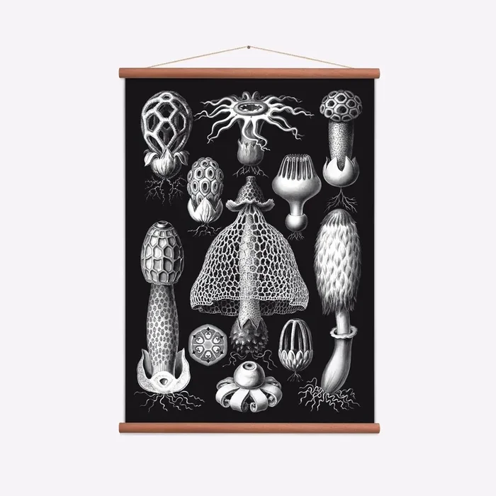 Champigons Art Print Black by Wall Discovery
