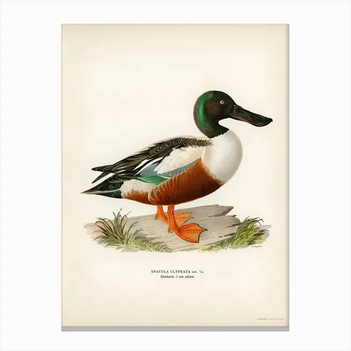 Cinnamon Teal (Spatula Cyanoptera), The Von Wright Brothers Canvas Print by Fy! Classic Art Prints and Posters