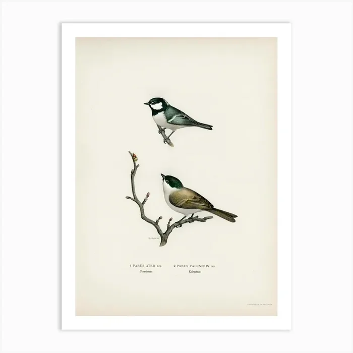 Coal Tit (Parus Ater) And Marsh Tit (Parus Palustris), The Von Wright Brothers Art Print by Fy! Classic Art Prints and Posters