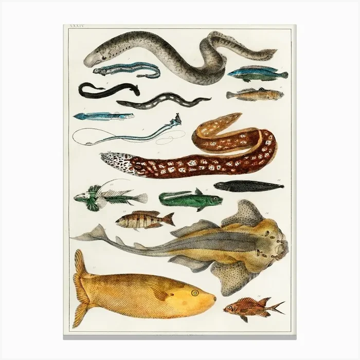 Collection Of Various Fishes, Oliver Goldsmith 2 Canvas Print by Fy! Classic Art Prints and Posters