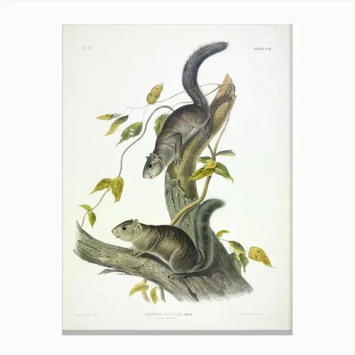 Collies’ Squirrel, John James Audubon Canvas Print by Fy! Classic Art Prints and Posters