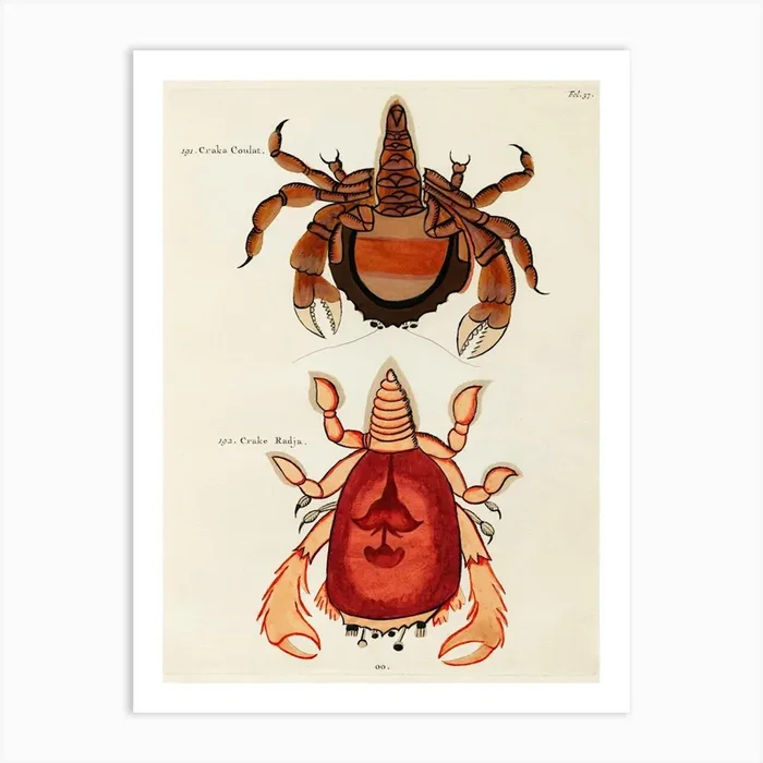 Colourful And Surreal Illustrations Of Crabs Found In Moluccas (Indonesia) And The East Indies, Louis Renard(15) Art Print by Fy! Classic Art Prints and Posters