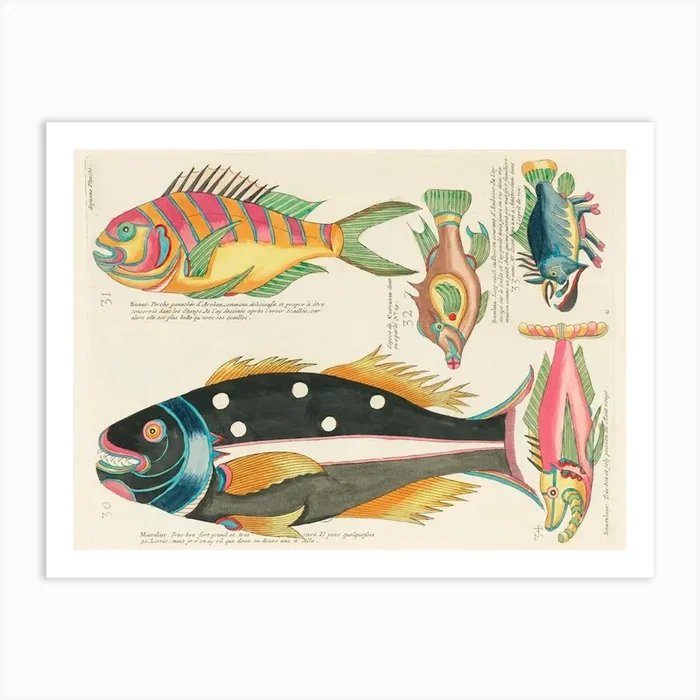 Colourful And Surreal Illustrations Of Fishes Found In Moluccas (Indonesia) And The East Indies, Louis Renard(85) Art Print by Fy! Classic Art Prints and Posters