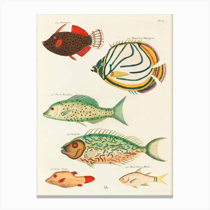 Colourful And Surreal Illustrations Of Fishes Found In Moluccas (Indonesia) And The East Indies, Louis Renard(34) Canvas Print by Fy! Classic Art Prints and Posters