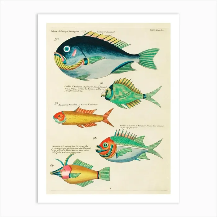 Colourful And Surreal Illustrations of fishes found in Moluccas (Indonesia) and the East Indies, Louis Renard(10).jpg Art Print by Fy! Classic Art Prints and Posters