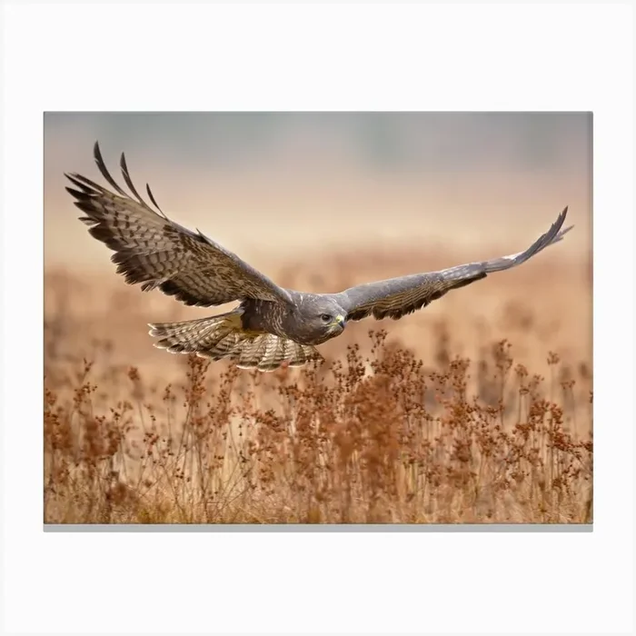 Common Buzzard Canvas Print by 1x