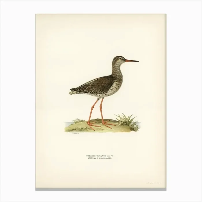 Common Redshank, The Von Wright Brothers 1 Canvas Print by Fy! Classic Art Prints and Posters